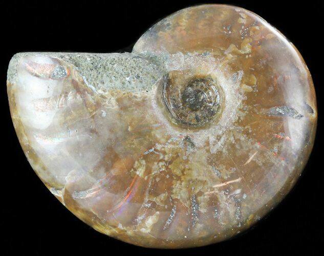 Flashy Red Iridescent Ammonite - Wide #45790